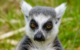 Wallpaper Lemur Look Pensive 4k Ultra HD
