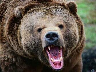 Wallpaper Grizzly Bear Silvertip X Desktop