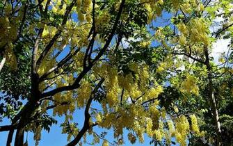 High Definition Wallpaper Photo Spring Html