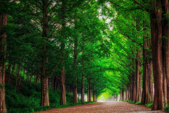 Landscape Nature Forest Trees Metasekvoya Road Alley South Korea