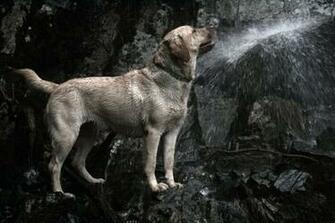 Labrador Wallpaper Desktop Background