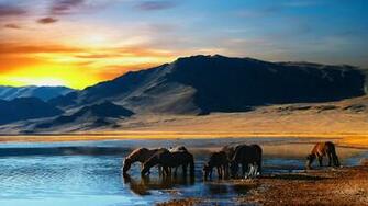 Horses Desktop Pc And Mac Wallpaper