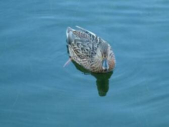 Wild Duck Wallpaper Photo Quoteko