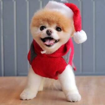 Pictures Of Boo The Cute Pomeranian Popsugar Pets HD Wallpaper