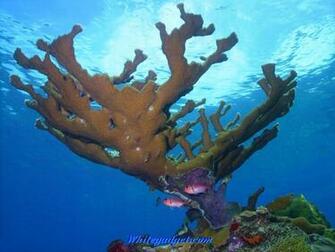 111493d1340875076 Water Fish Wallpaper Image Jpg