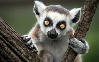 Wallpaper Ring Tailed Lemur Monkey Nature