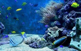 Erstaunlich Coral Und Blaue Fische Reef Natur Wallpaper HD