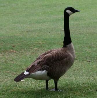 Canadian Goose Wallpaper For Phones Canada