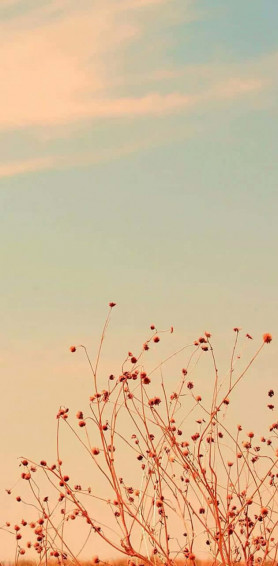Simple Flower Wallpaper