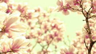 Magnolia Wallpaper