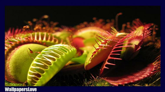 Venus Flytrap Wallpaper And Background Image Net