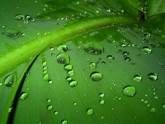 Nature Wallpaper High Resolution