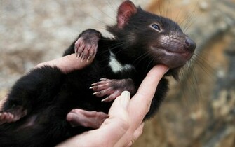 Tasmanian Devil Wallpaper