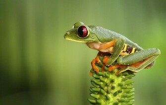 Cute Little Frog Wallpaper Background