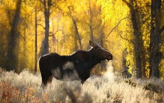 Animal Moose Wallpaper
