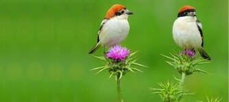 Amazing Birds Wallpaper High Quality