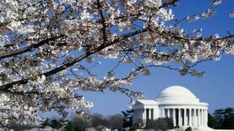 Cherry Blossoms Jefferson Memorial Washington Dc HD Wallpaper