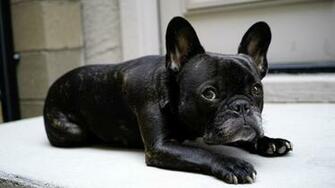 French Bulldog Widescreen Wallpaper