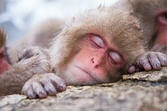 Japanese Macaque HD Wallpaper Background Image Id