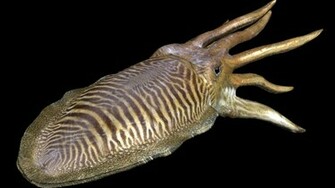 Cuttlefish Jan Wallpaper HD Background Of Your Choice