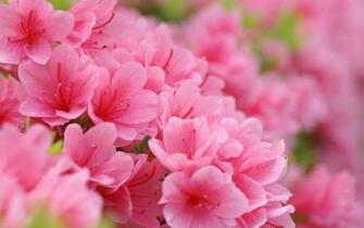 Lifting Hearts Almost Wordless Wednesday Pink Spring Flowers
