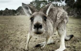 Kangaroo HD Wallpaper Background