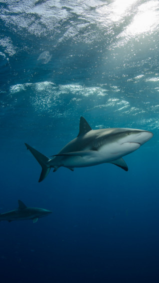 Shark iPhone Wallpaper