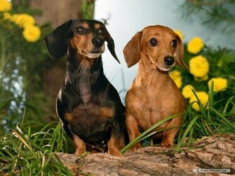 Mini Dachshund Wallpaper Dogs