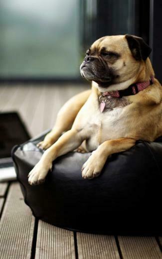 Pug HD Wallpaper For Kindle Fire HDwallpaper Net