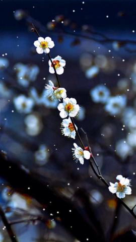 Plum Blossom iPhone Wallpaper