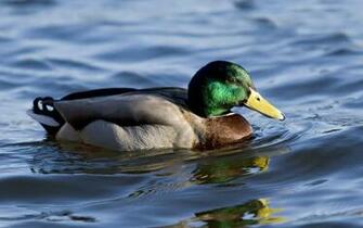 Mallard Duck Wallpaper