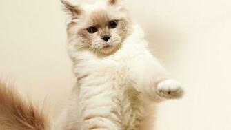 Ninja Cat Wallpaper