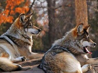 Wallpaper Of Forest Animals Very Cute Jungly
