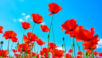 Poppies Wallpaper For Computer