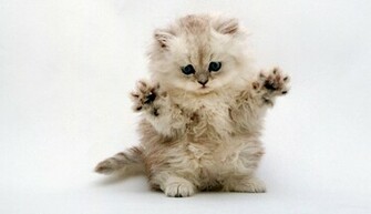 Collection Of Cute Baby Animal Wallpaper Jpg
