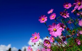 Summer Desktop Background Wallpaper High Definition Quality