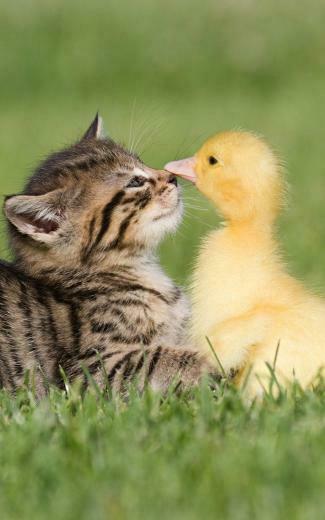Baby Kitten And Duck Android Wallpaper
