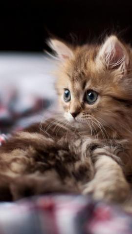 The Curiosity Of Small Cat iPhone 5s 5c Se Wallpaper