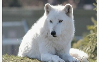 Arctic Wolf Wallpaper