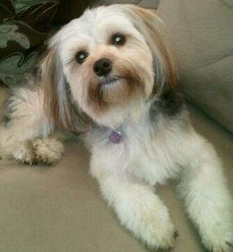 Destiny Morkies Photo