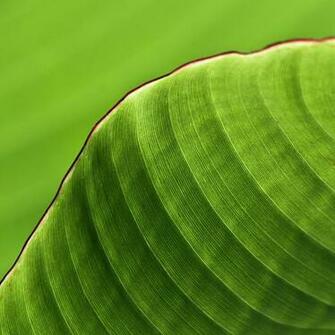 Related Banana Leaf Wallpaper Tropical Pattern