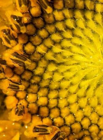 Sunflower Macro HD Wallpaper For Kindle Fire HDx HDwallpaper
