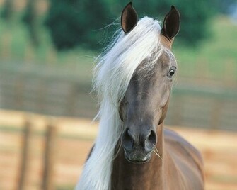 Horse Image Computer Wallpaper Arabian