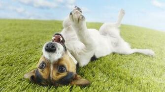 Cool Happy Dog Wallpaper