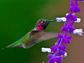 Tags Humming Bird Wallpaper Desktop