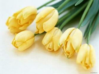 Mariabiuro Pl Tulip Flower Wallpaper For Desktop