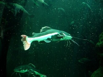 Catfish Wallpaper