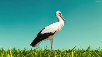 Stork Background HD Wallpaper Baltana