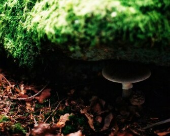 Shroom Wallpaper By Jimsniper
