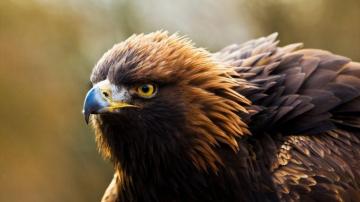 Golden Eagles The Nature Conservancy In Washington
